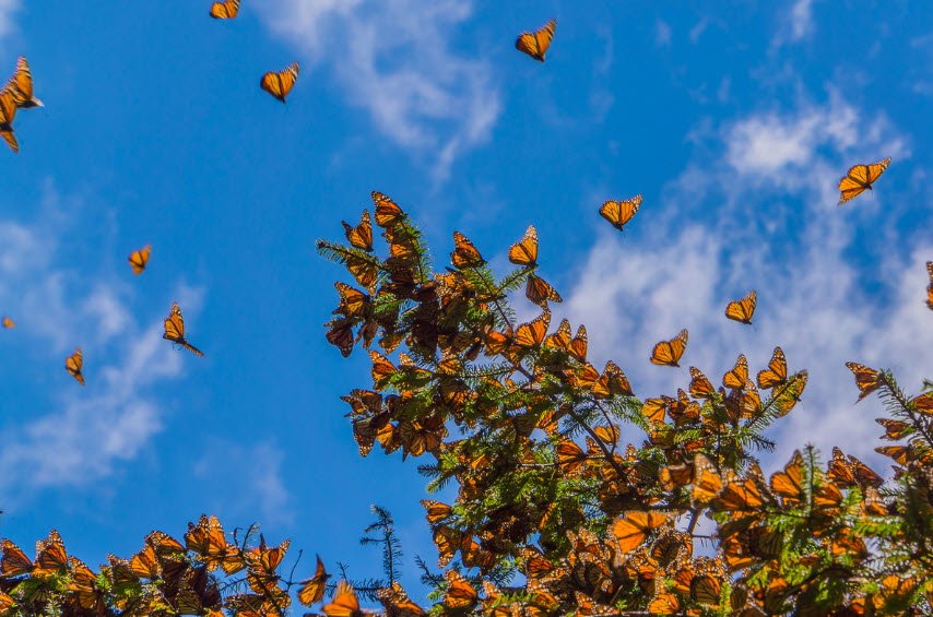 Mariposa Monarca, Mexico